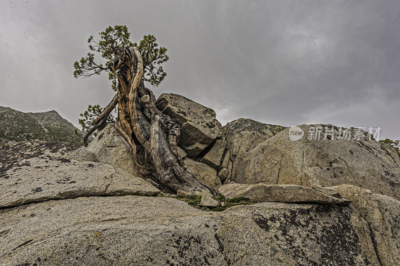 Juniperus grandis(西部Juniper或Sierra Juniper)是原产于美国西部的灌木或乔木。内华达山脉，绿色河流地区的玩具国家森林。加州。扭曲生长在花岗岩上。